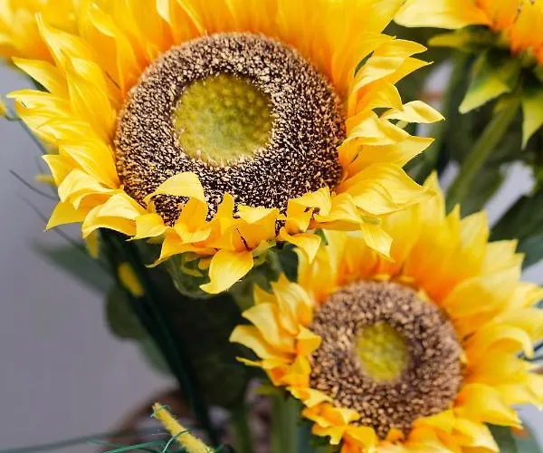 Guest house Alessia 3*